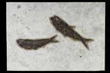 Fossil Fish (Knightia) Plate - Green River Formation #117133-2